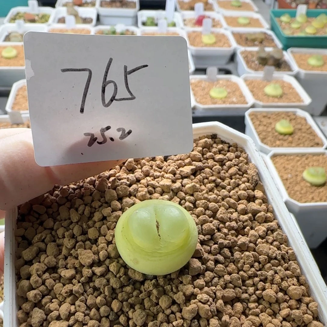 拖****鞋多肉多肉多肉2025-765