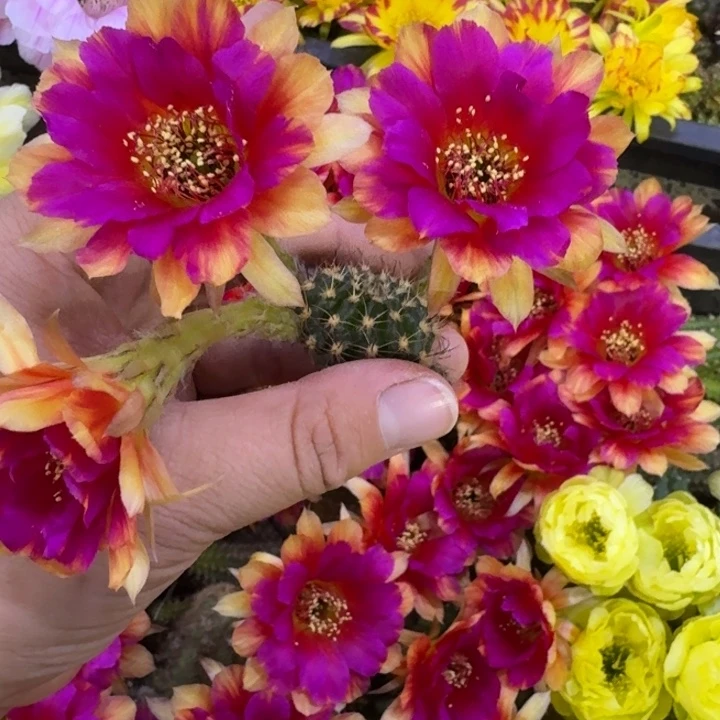 340丽花光环歪无根侧牙3公分左右，20包邮