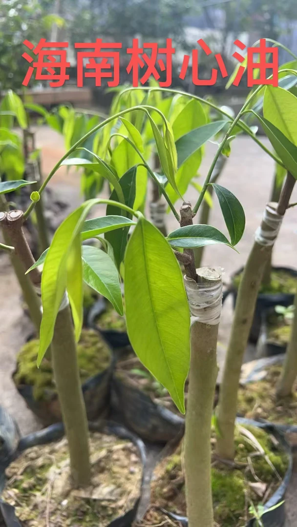 海南树心油嫁接苗盆栽
