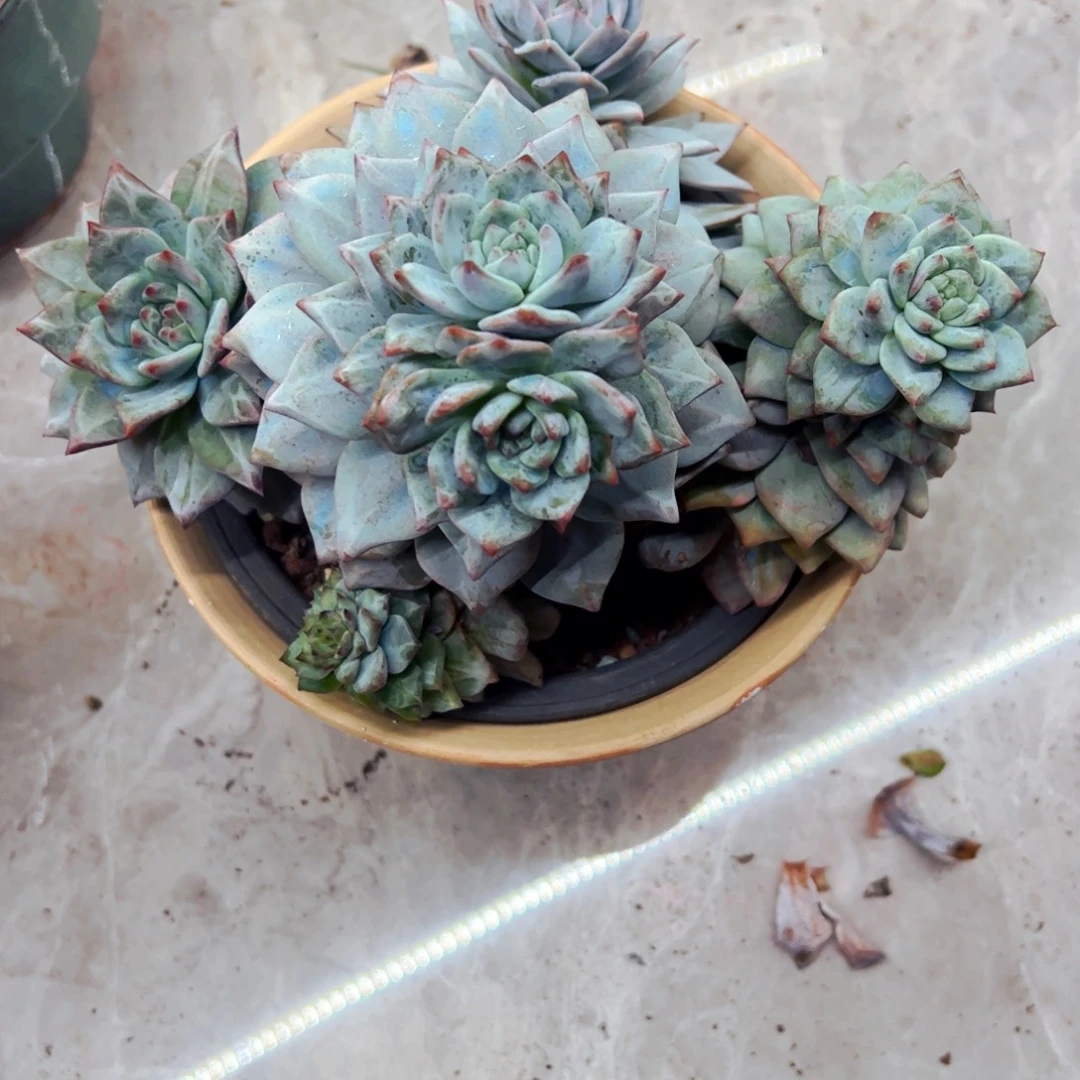 丢***麻多肉植物组合盆栽