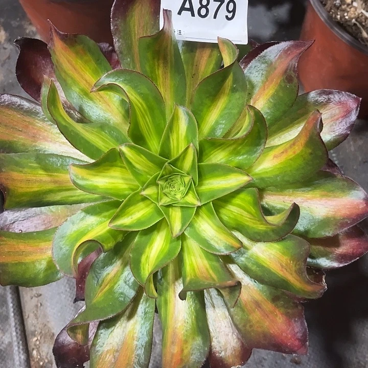 879魅影中班宽锦多肉植物