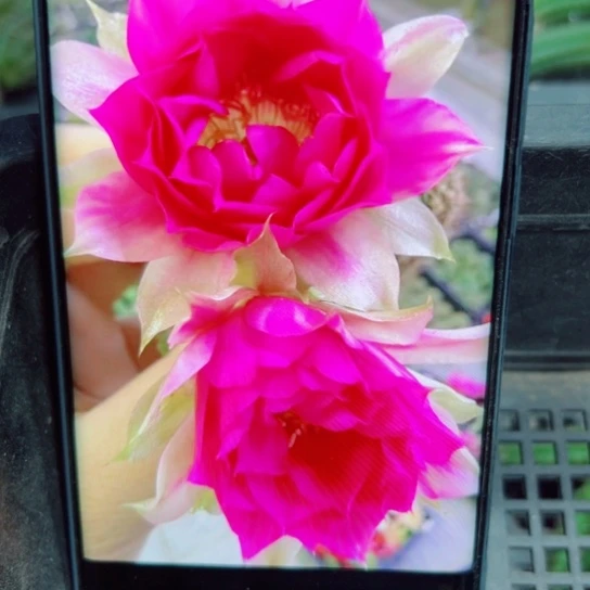 下50白檀品红歪2个无根小侧芽20包邮