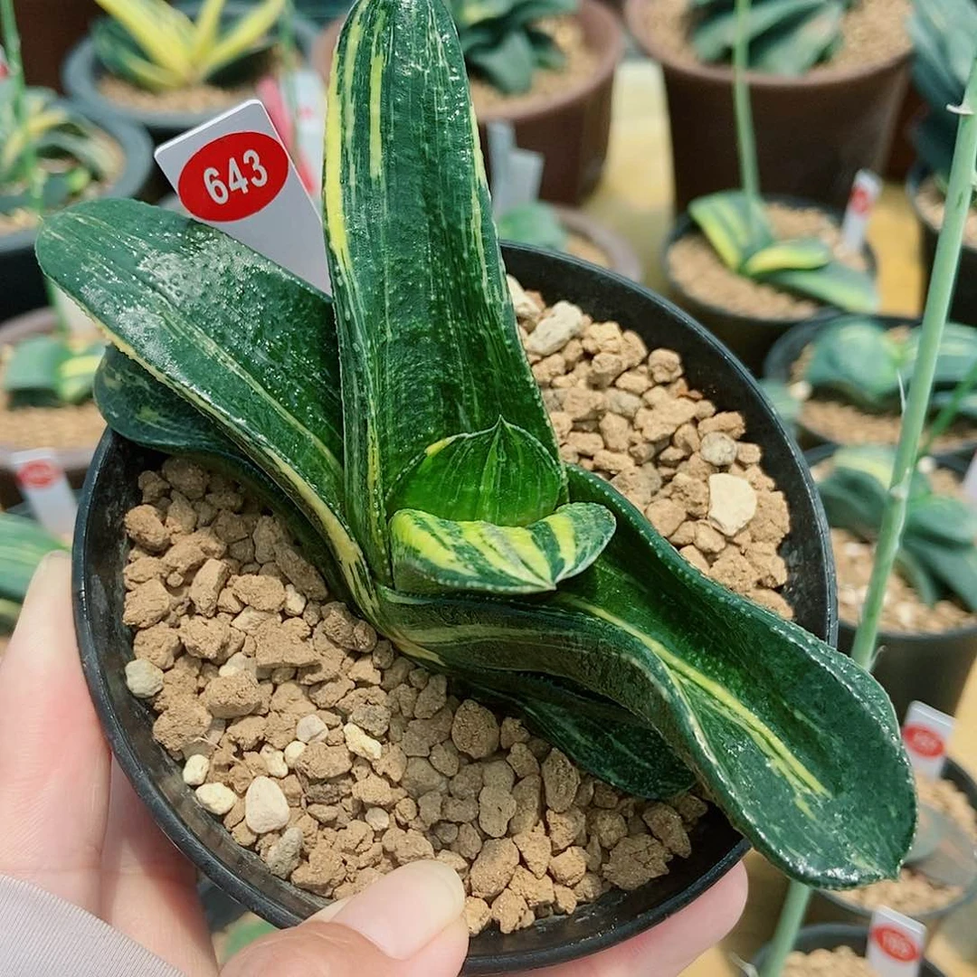 全部花苞643卧牛转短叶形带盆发货