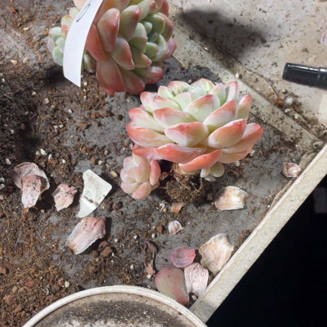 6专拍冰玉老桩单头