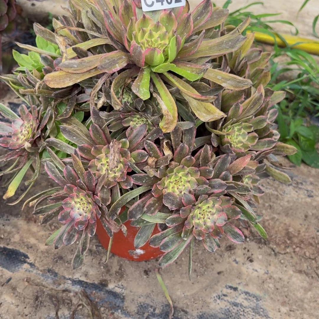 无花朵402多肉植物捧花的