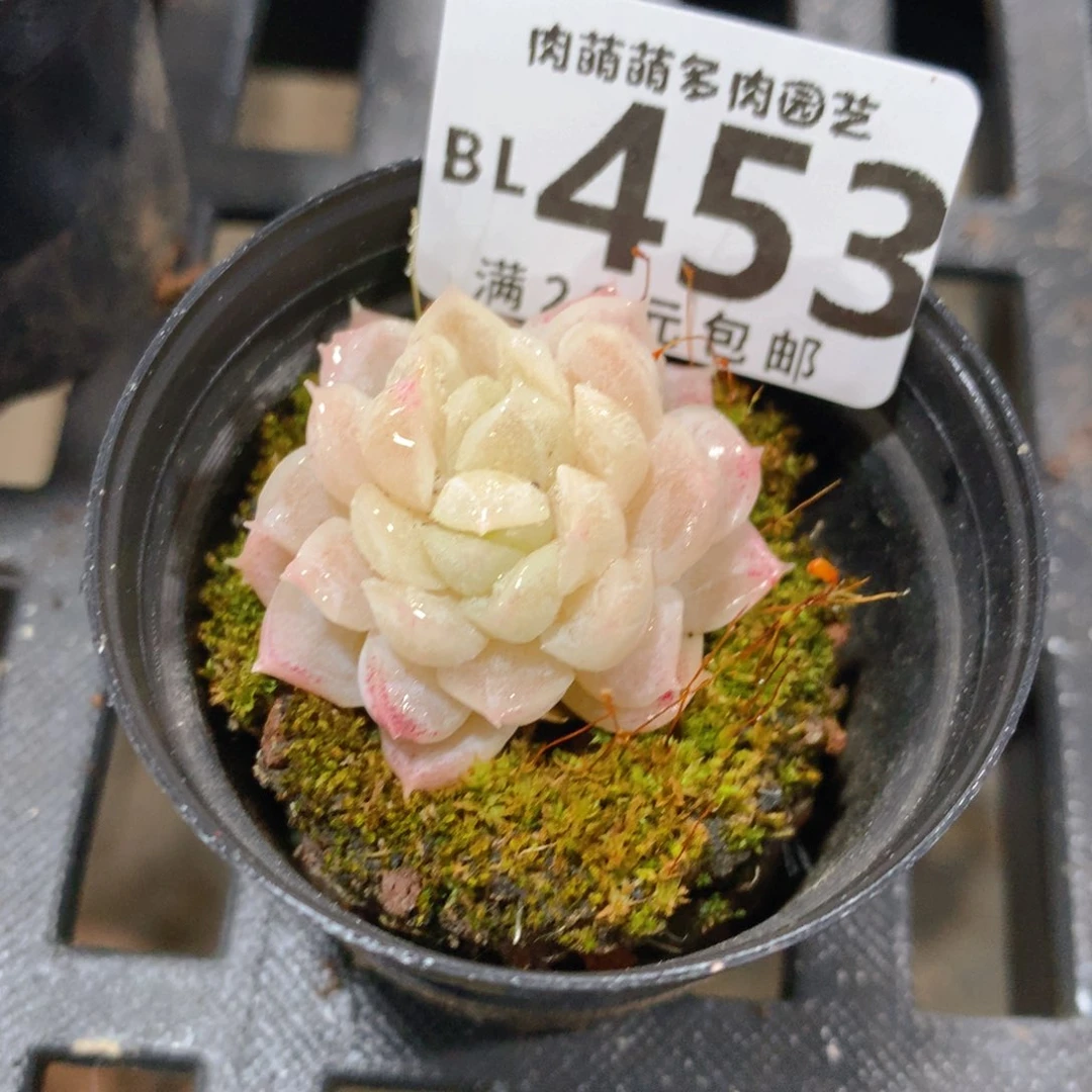 肉萌萌5cm拇指盆精控多肉BL453