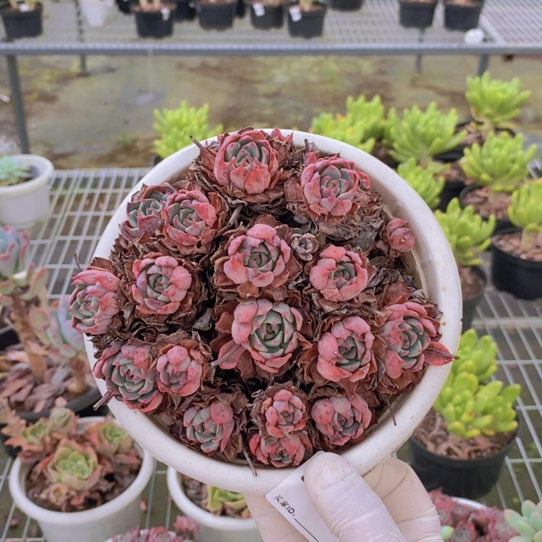 姜***️550娜娜小勾一物一拍