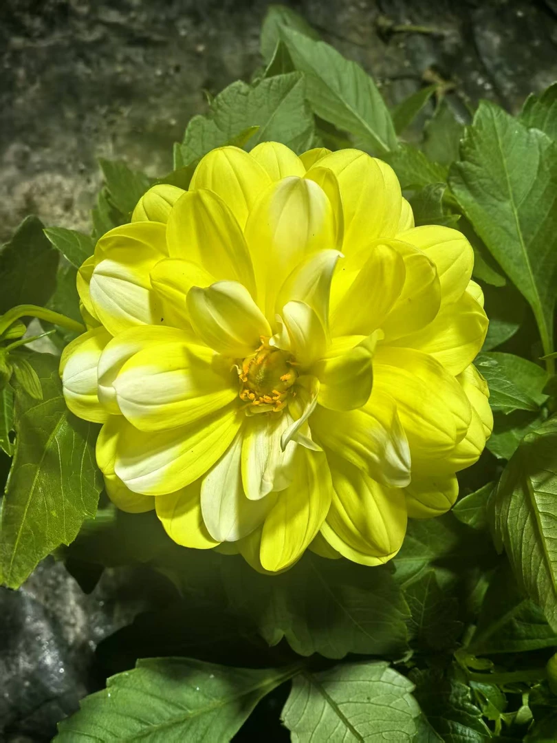 （柠檬黄）一加仑盆小丽花室内外四季开花