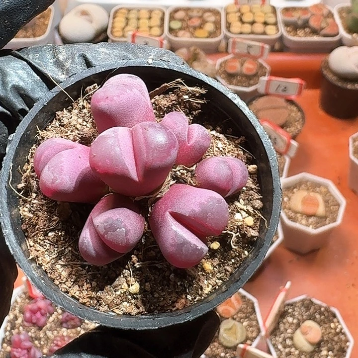 生石花22//：。在。 211