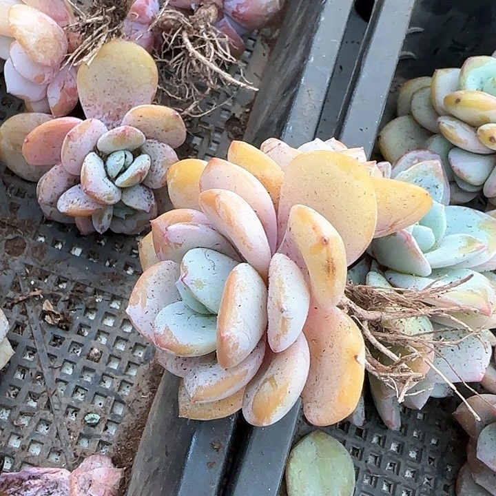 ?**?青蛙王子儿童牙膏111