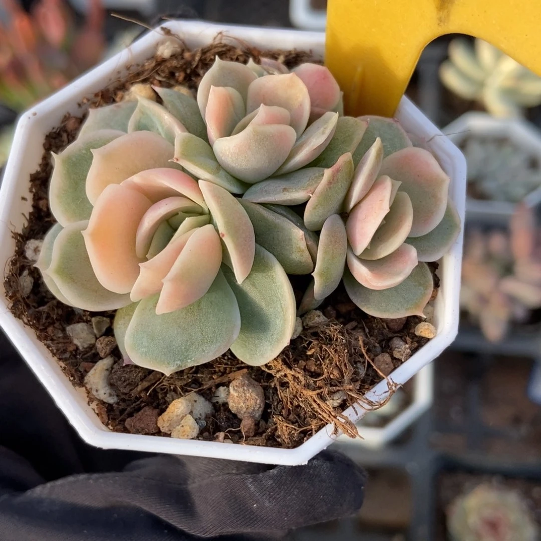 567蓝色惊喜锦多肉葡萄