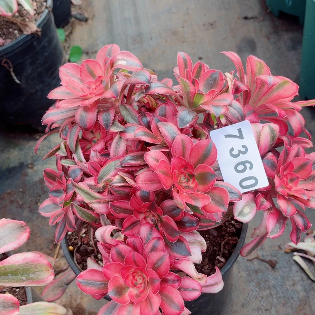 初恋多肉发货发货