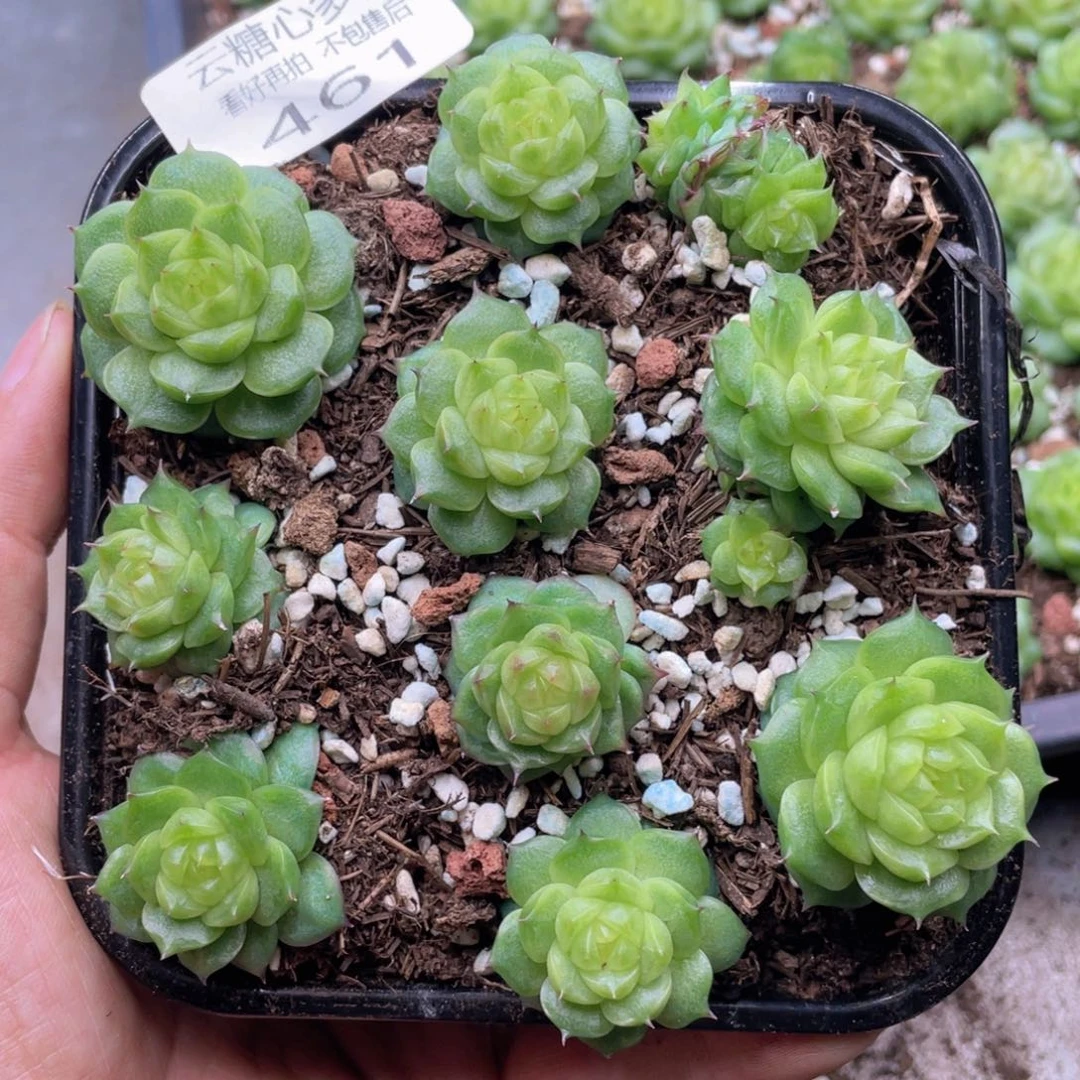 云糖心多肉植物461