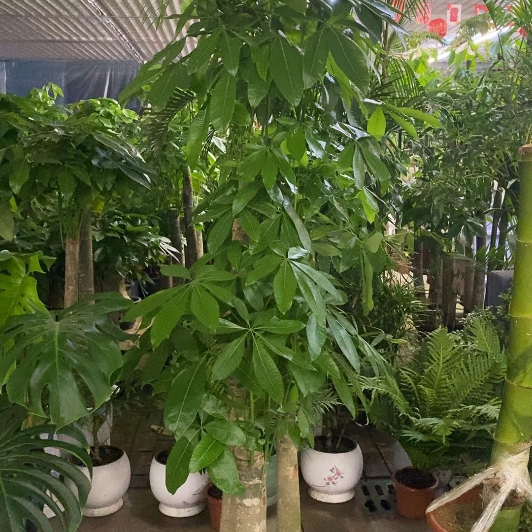 完全开放步步高发财树带盆