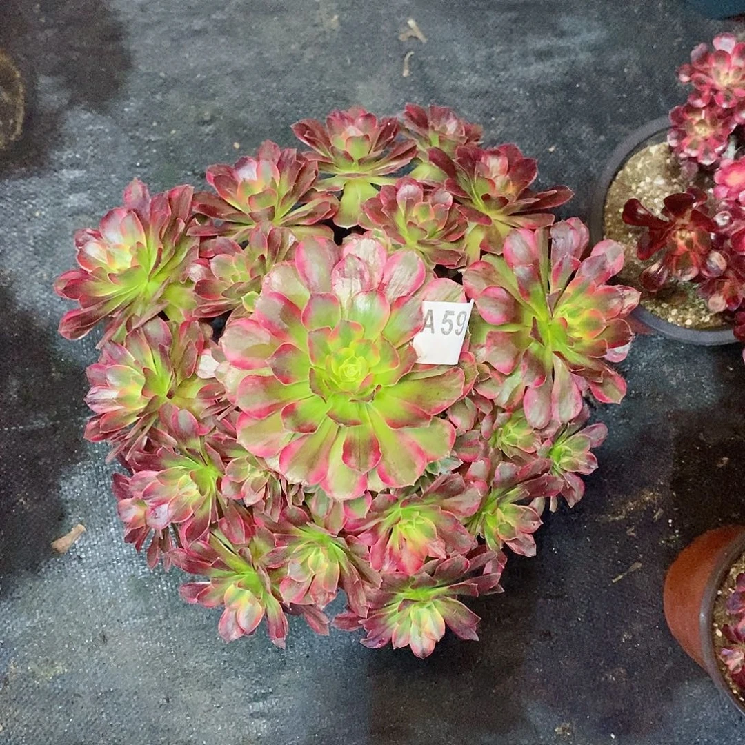 静****安娜590多肉11111