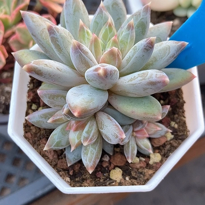 多肉植物伊丽莎白1005