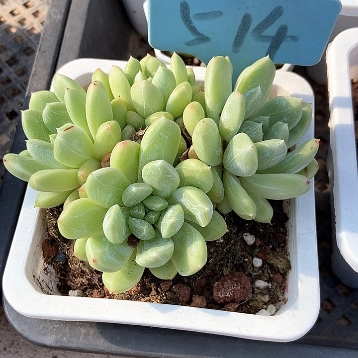 琴****肉多肉植物百搭翡翠514