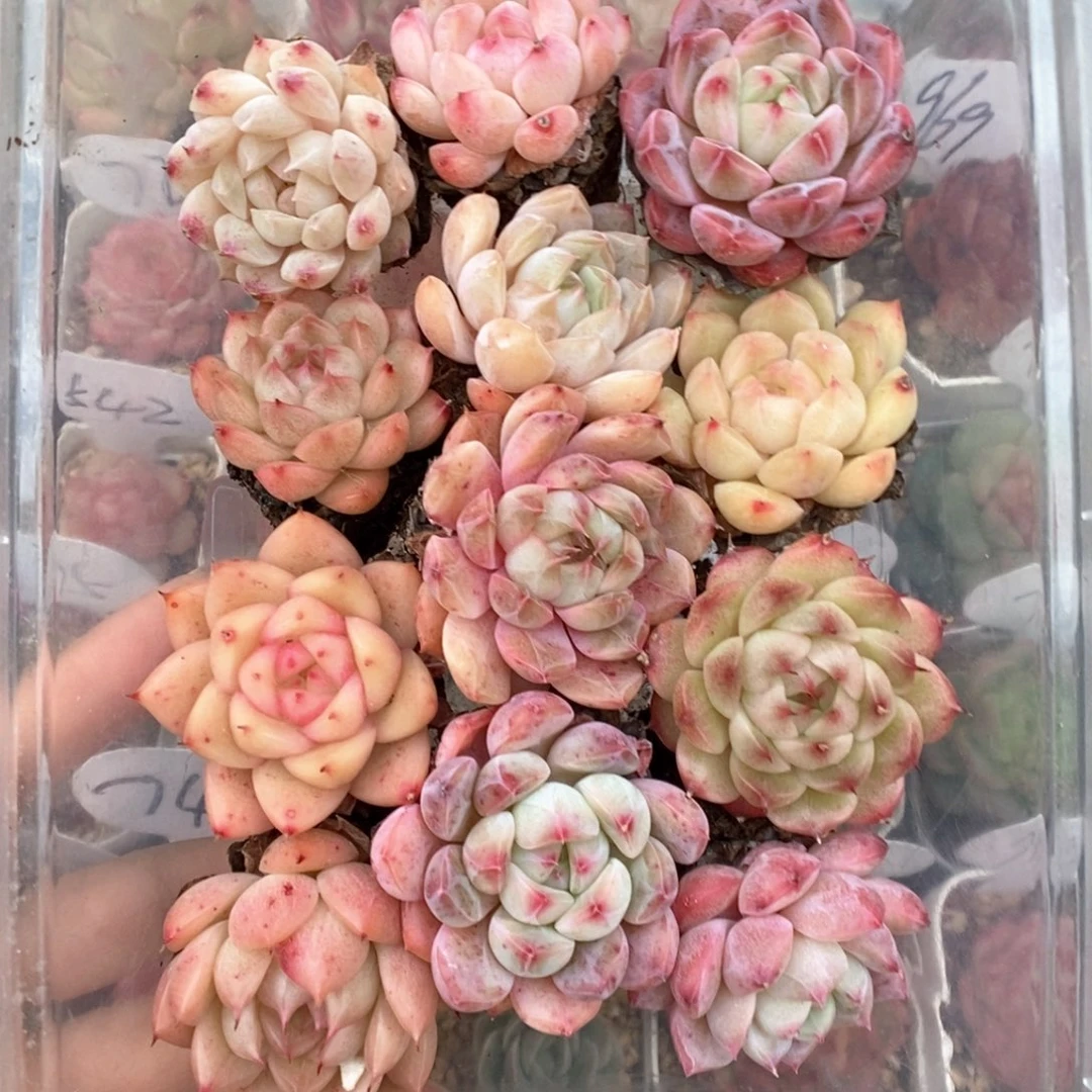 糖心珍妮组合12颗可拍。