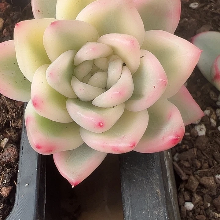 冰月亮宽锦多肉植物