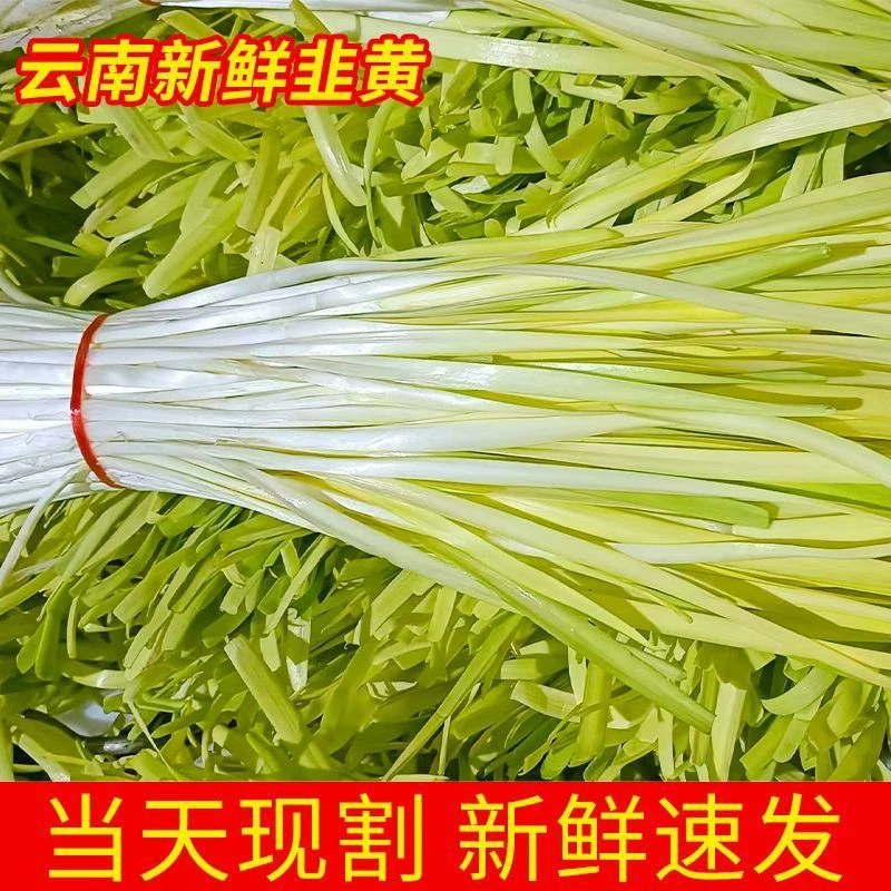 云南新鲜韭黄现摘现割现发当季农家蔬菜时令蔬菜芹菜