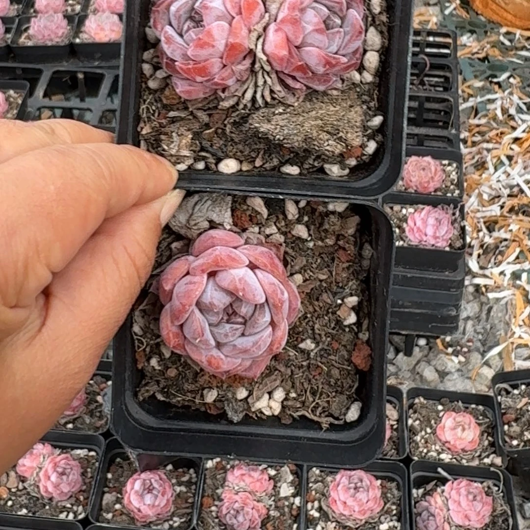 冰糖水晶单双混2.5厘米16棵不售后