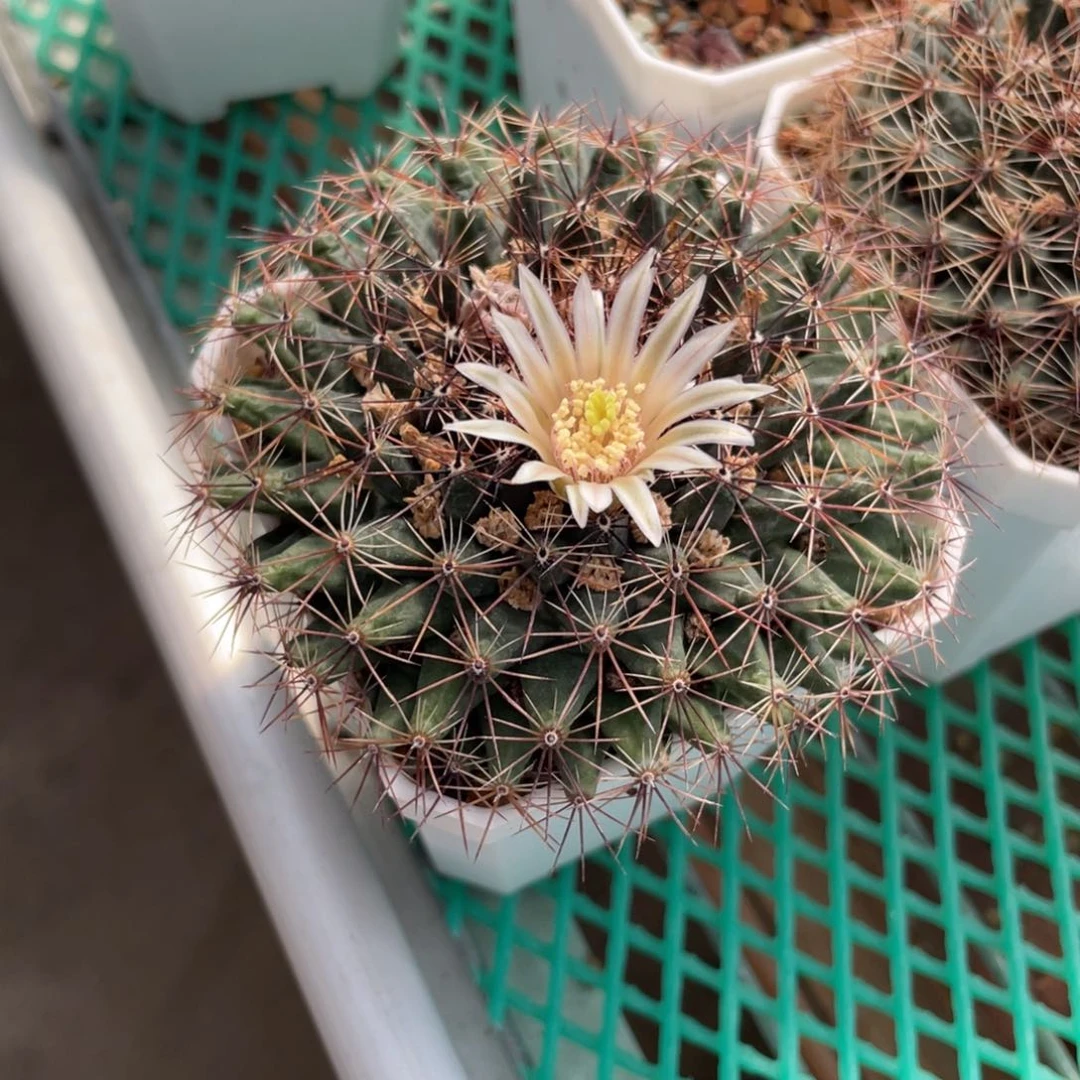 鹿角柱实生仙人球嘎嘎丸