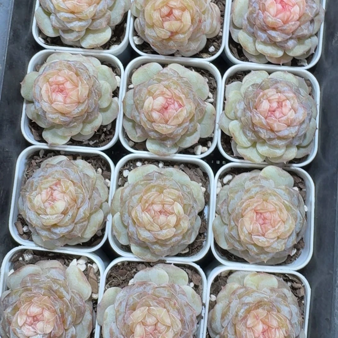 0102-026-血糯米一颗量拍