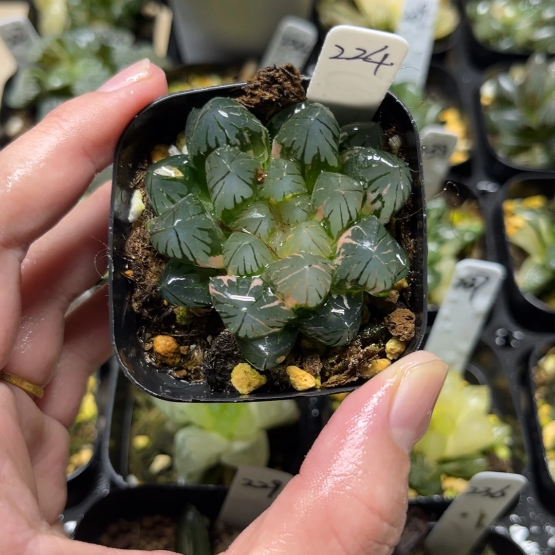 224龙爪玉露锦一物一拍