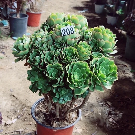 208绿羊绒老桩法师