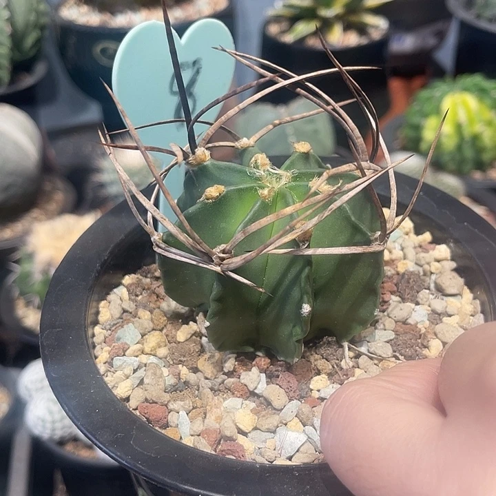 实生水牛角仙人球一颗