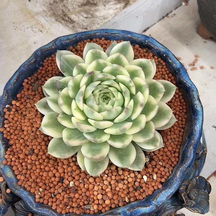 长岛冰茶锦多肉大单头