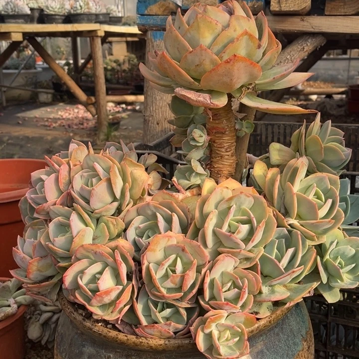 血凤大群，冠服45，物流自理