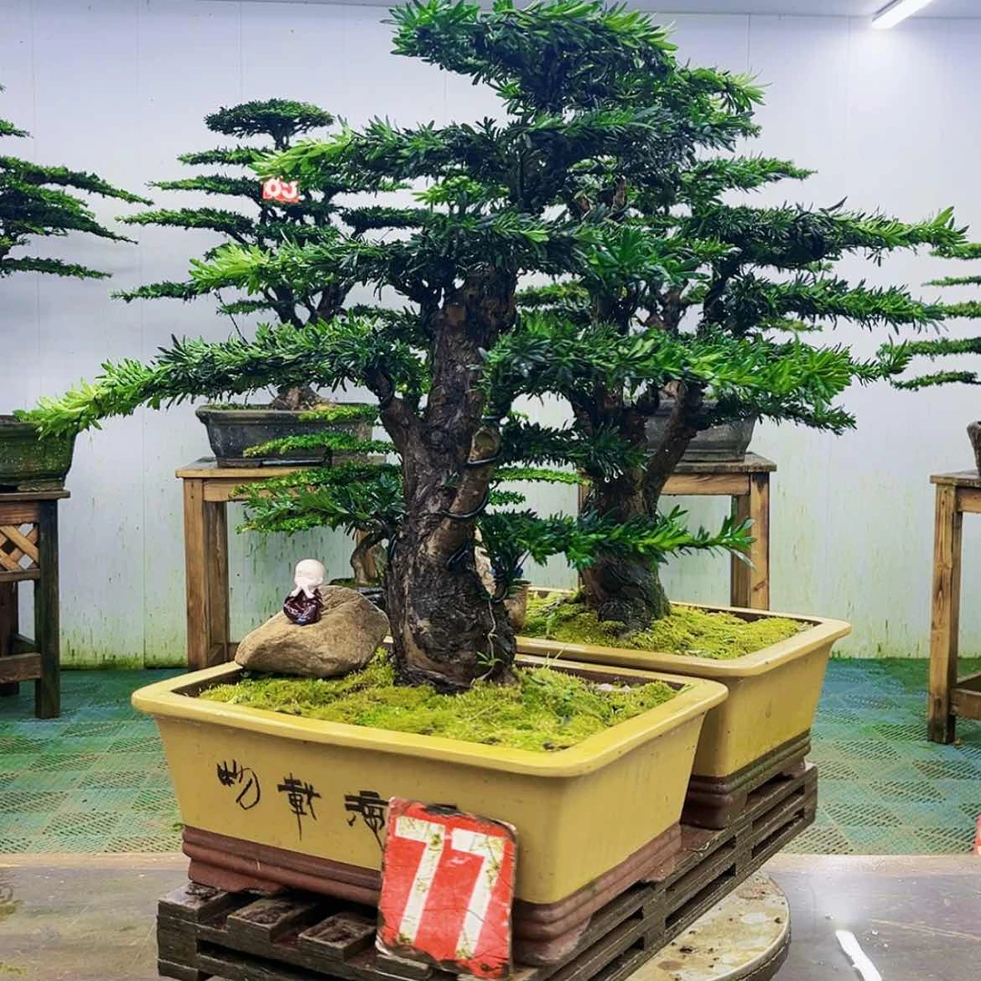 【闪购商品】无花朵