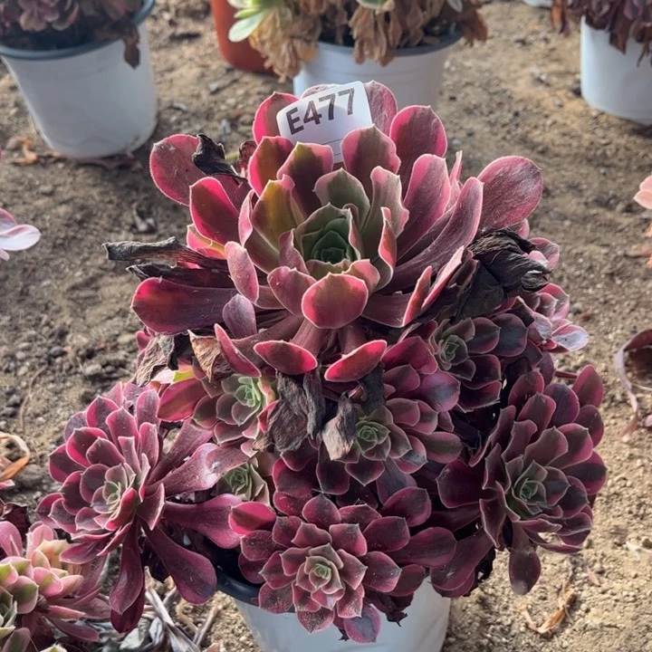 多肉植物美杜莎捧花