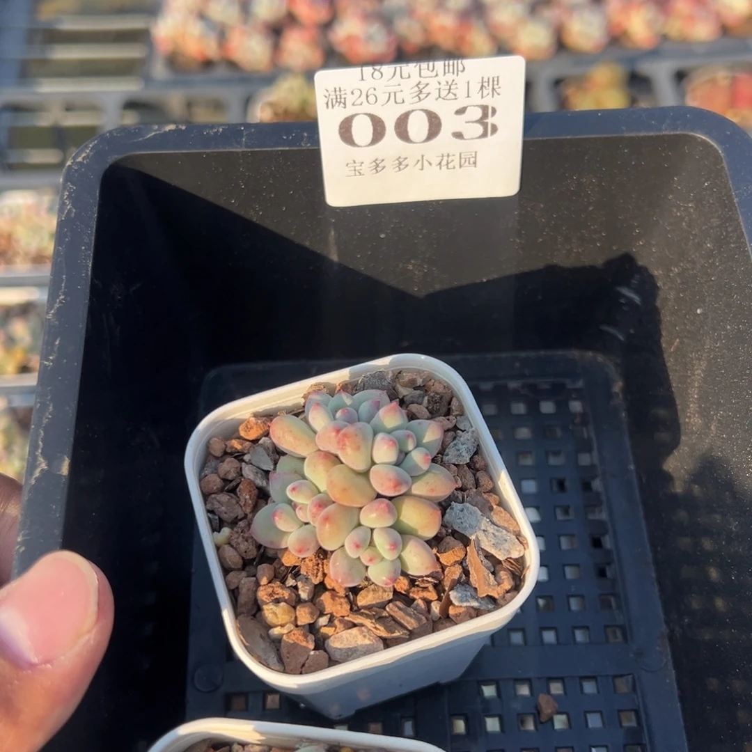 T****精灵豆奶酪杂一物一拍满18包邮满26送一颗多肉