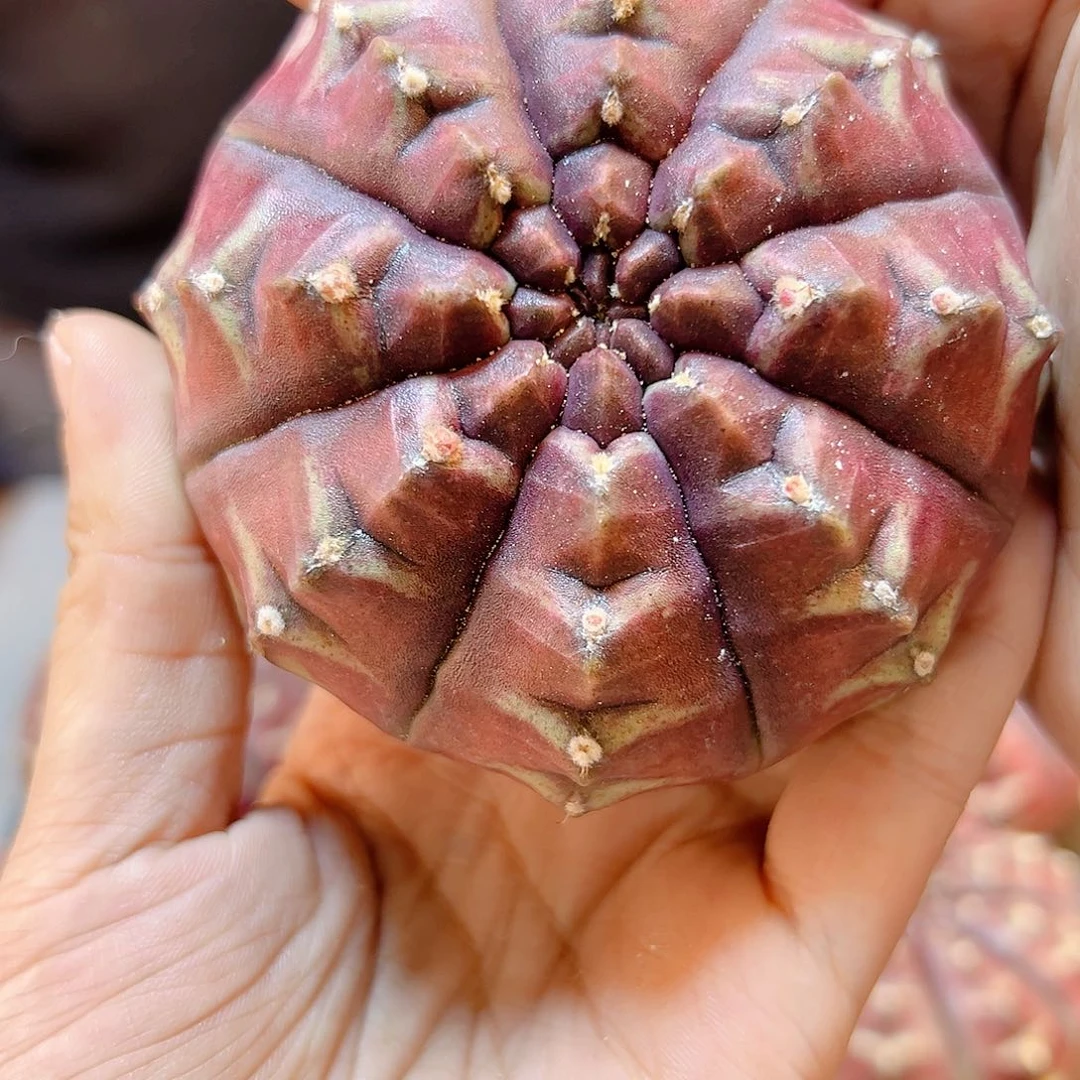 大梦想无根7.5公分