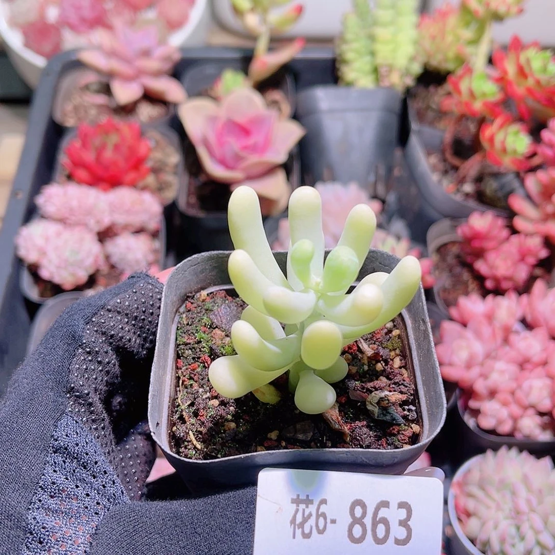 花利美6-863香蕉美人