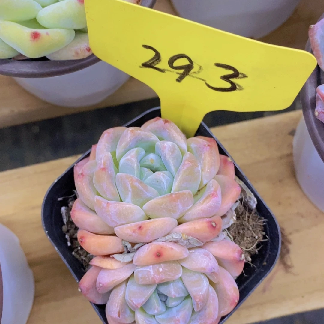 清货，专场，不做对比，一物一拍