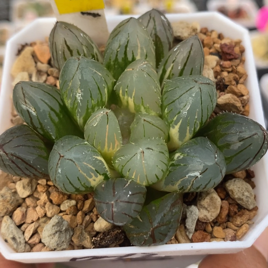 321oh3 玉露锦一物一拍