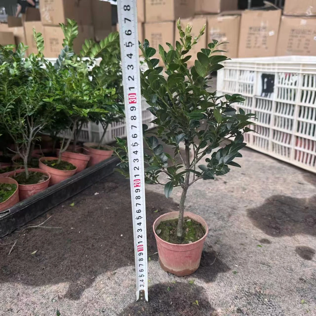 小叶紫檀老桩盆景客厅办公室内桌面四季常青好养茶盆栽