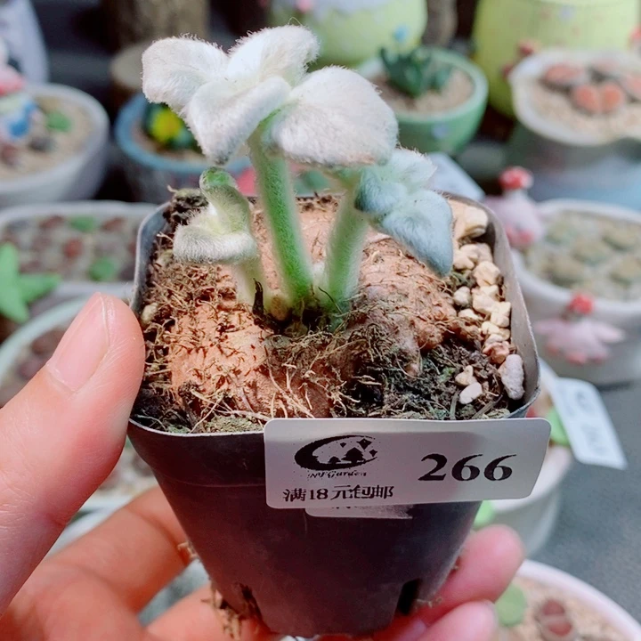 生石花花花花花花花花266