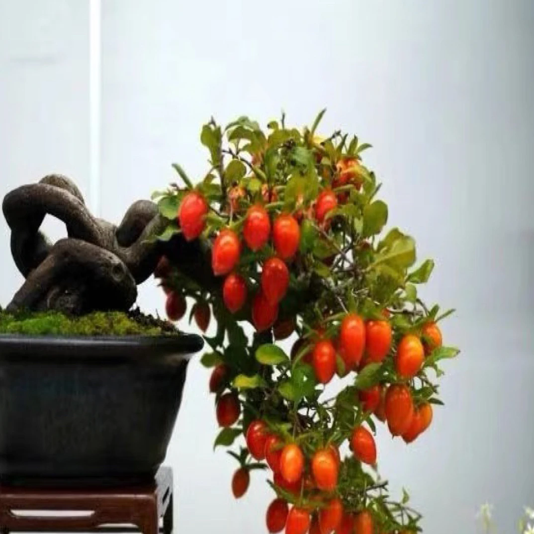 一物一拍：老鸦柿盆景素材