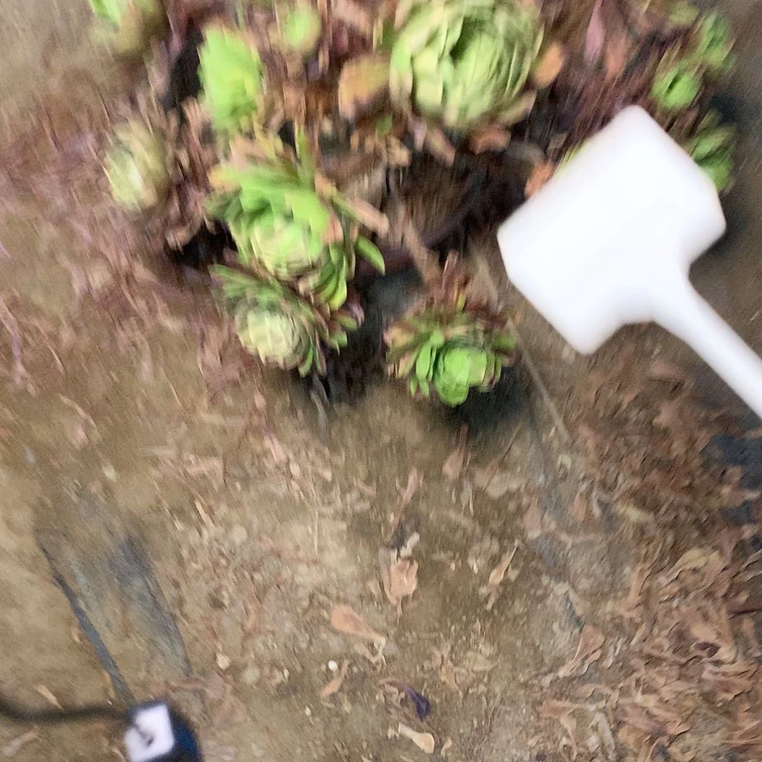 多肉多肉多肉花脸粉黛170