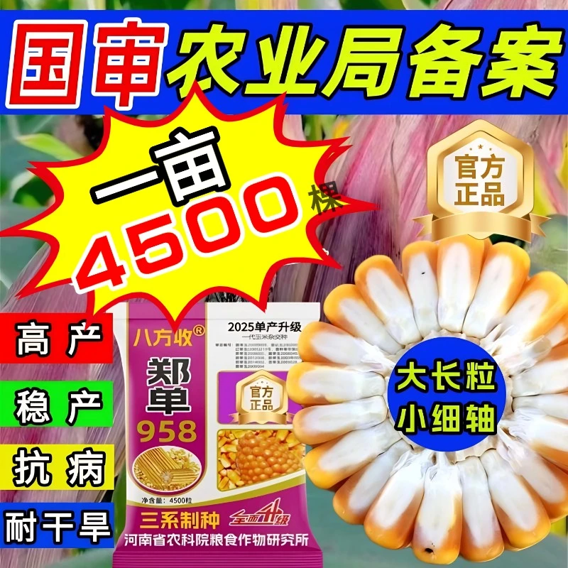 郑单958国审高产玉米种子高产稳产大棒抗病厂家发货【许】