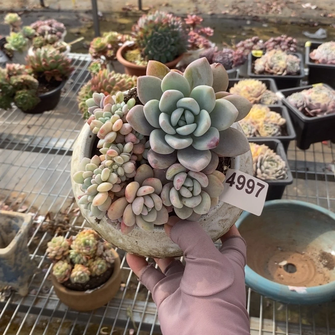 4997奥橙缀化一物一拍