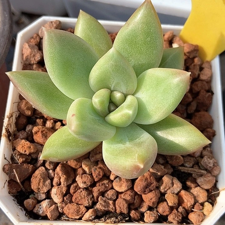 多肉植物迷雾泡泡1860