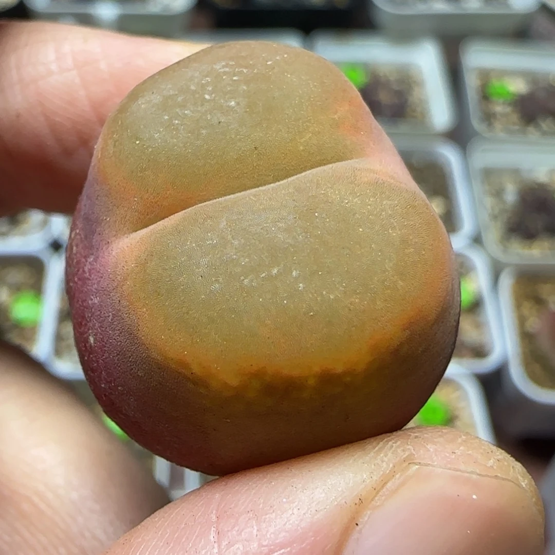 2.5漂亮多肉植物111