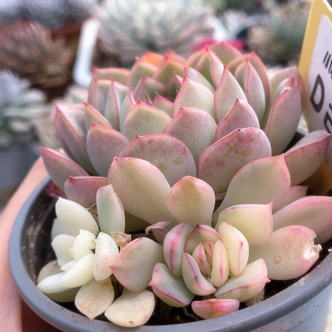 239雨燕座锦锦锦锦锦锦