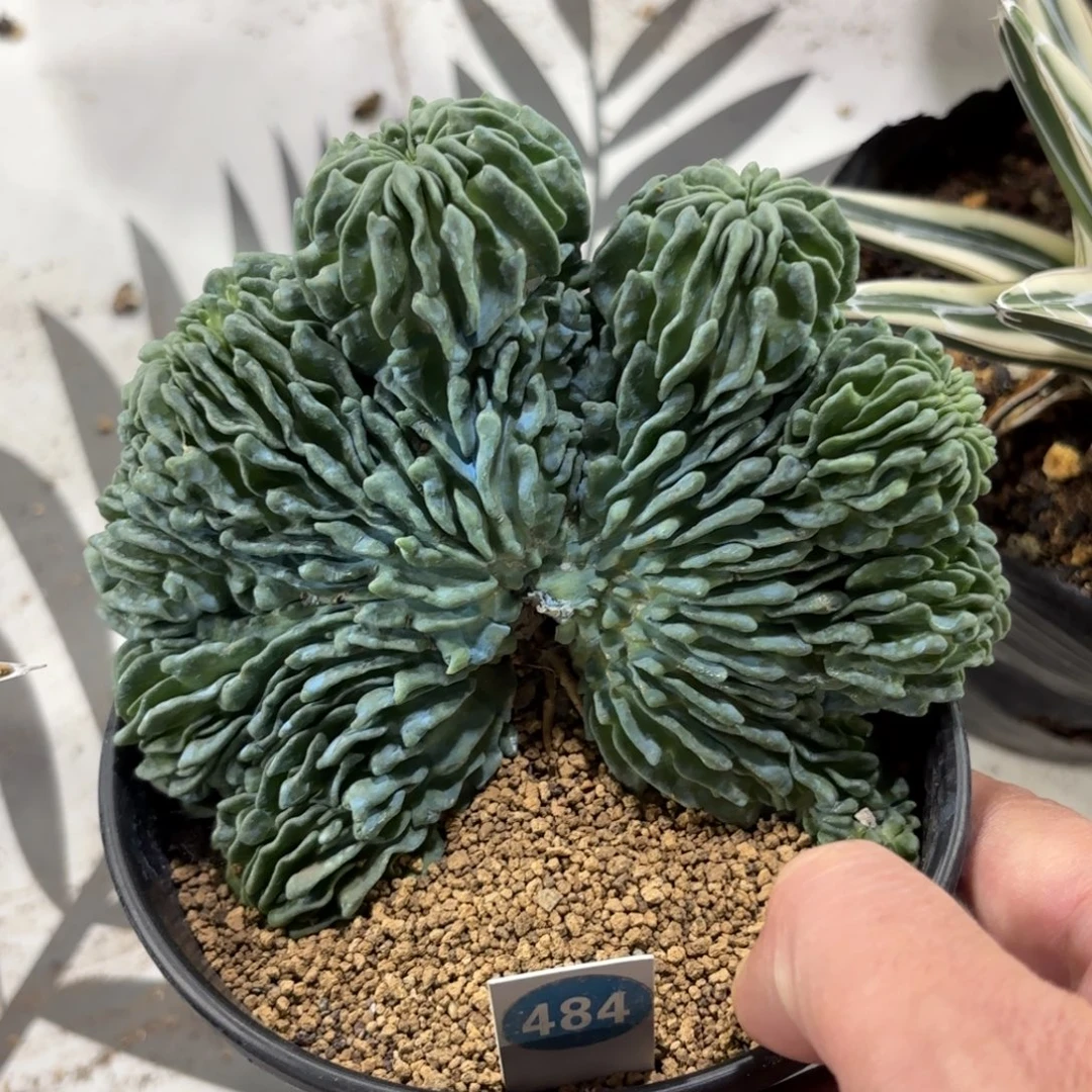484蝌蚪球缀化带盆带土