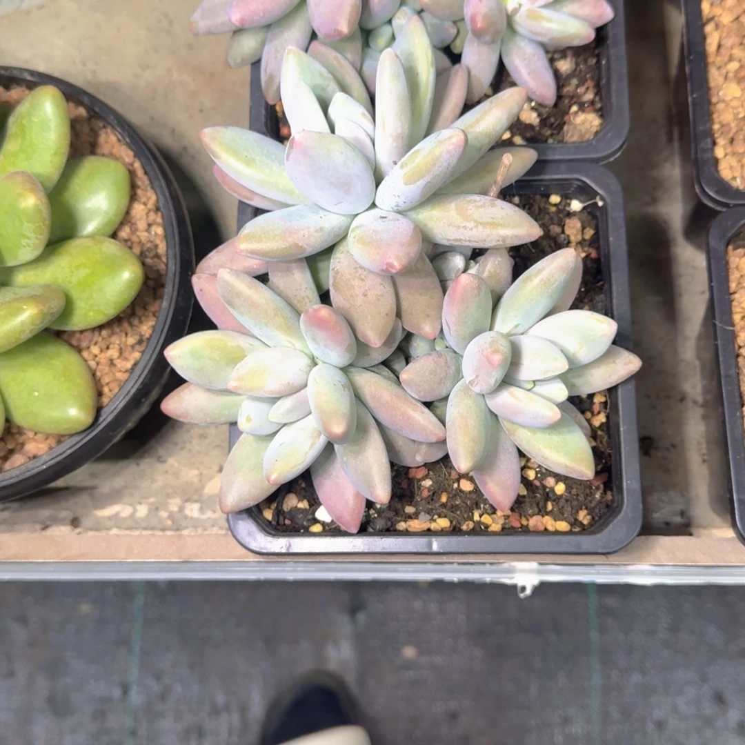 企鹅 3头 一物一拍